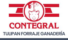 tulipan-forraje-ganaderia